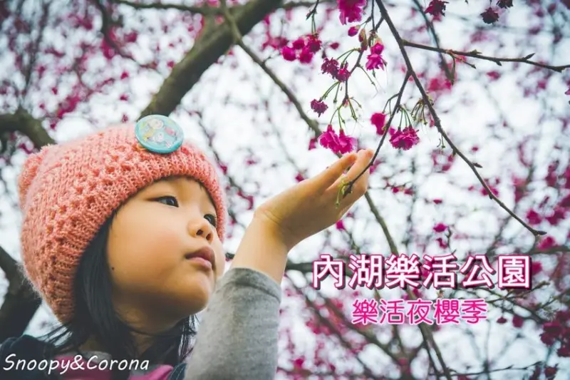 【玩樂．台北】內湖樂活公園賞櫻／樂活夜櫻季～坐捷運就能欣賞到大片櫻花林，第二區八重櫻盛開中