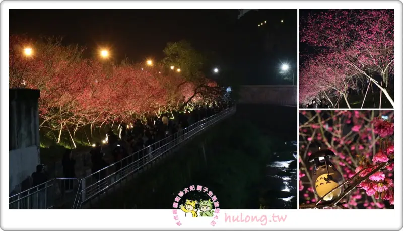 【台北內湖樂活公園櫻花】八重櫻浪漫綻放中 夜櫻越夜越美麗! - 虎虎龍龍*珍太妃