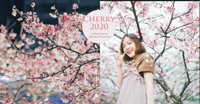 台北賞櫻20202 |內湖櫻花 。內湖夜櫻。東湖櫻花 | 粉嫩櫻花河道