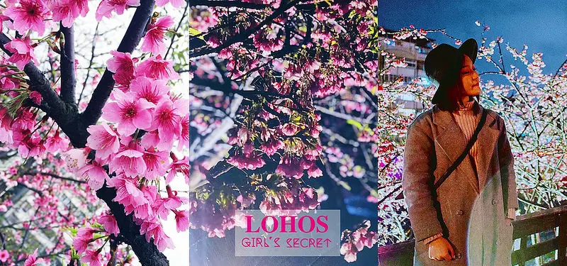 台北2018賞櫻｜內湖樂活夜櫻季 |  樂活公園IG打卡櫻花景點