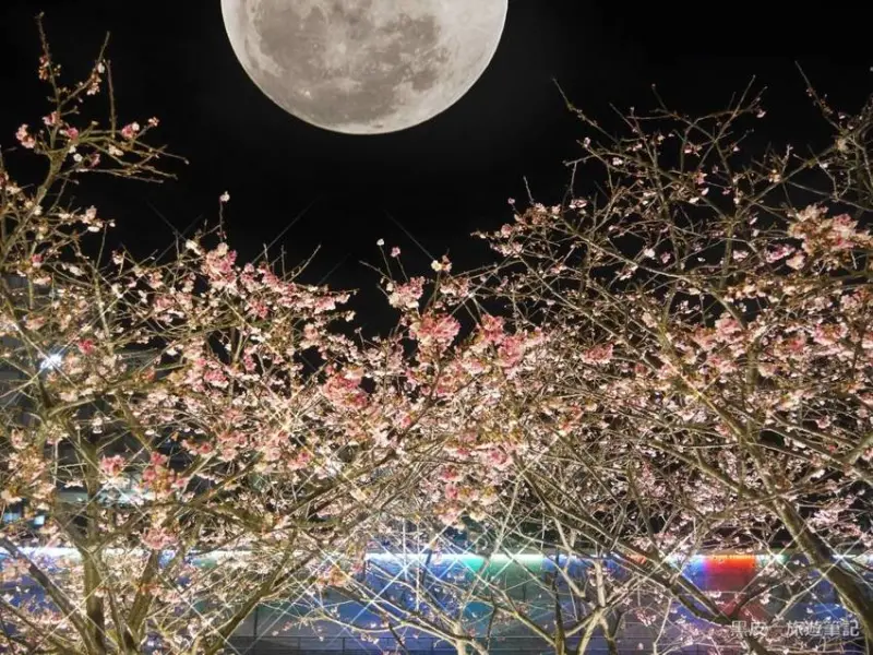 內湖樂活公園。台北賞櫻景點│粉嫩夜櫻即將盛開，漫步在浪漫小道，越夜越美麗 - 黑皮的旅遊筆記