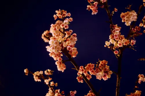 〔春。花之二月〕 2018內湖樂活櫻花季（交通資訊、活動一覽、花季整理），台北市也有夜櫻可賞
