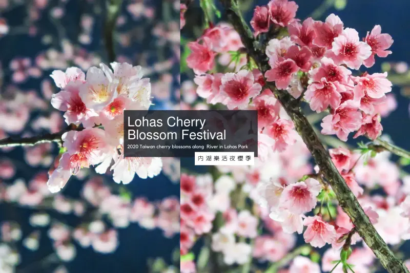 東湖賞夜櫻花搭捷運就到！超美300公尺櫻花林！2020內湖樂活公園賞櫻花