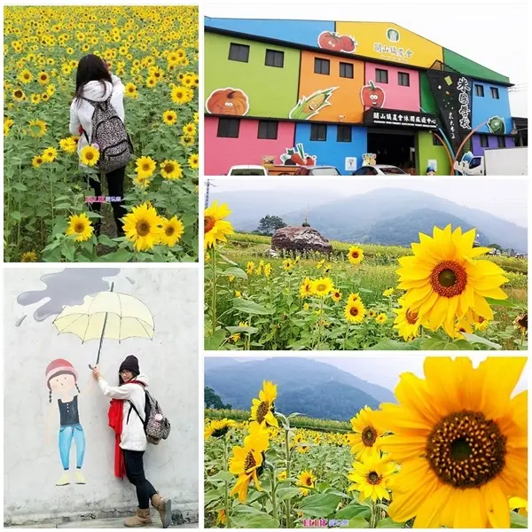 【台東-旅遊】台九線花東縱谷線 關山米國學校│向日葵花海