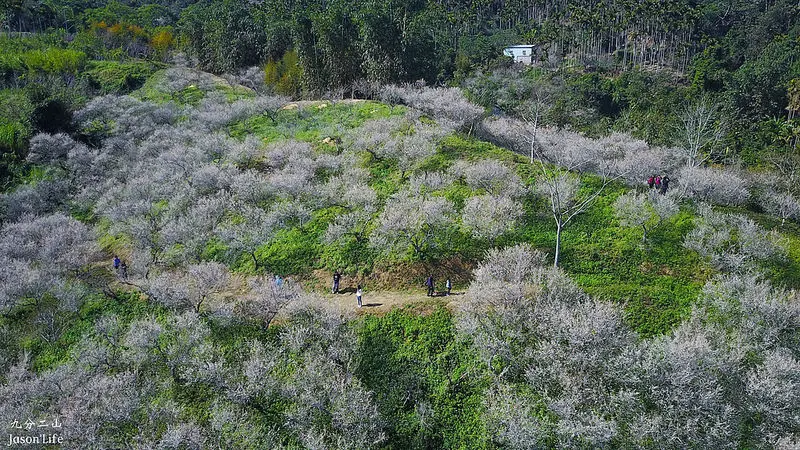 【南投｜景點】國姓鄉就可賞梅，新賞梅秘境，開滿山谷，猶如山頭蓋上了白雪。九份二山九尖茶廠