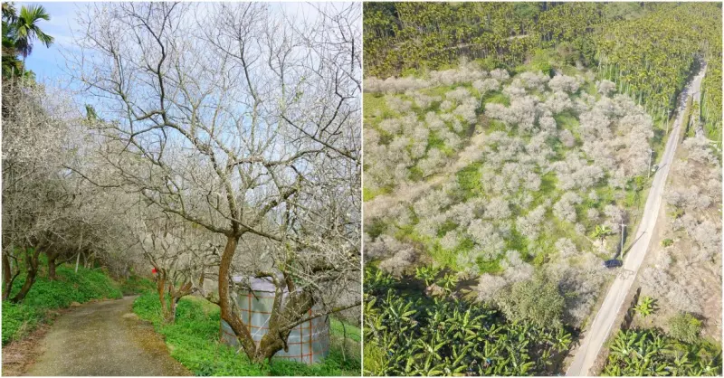 南投賞梅山谷爆發！銀白色的雪世界，滿山滿谷的梅花紛飛，人不多，只有滿滿的梅花..九份二山七號梅莊2018最新花況.交通路線.空拍