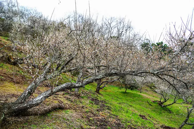 [ 南投⊙國姓]九份二山。賞梅之旅。第一賞梅區。