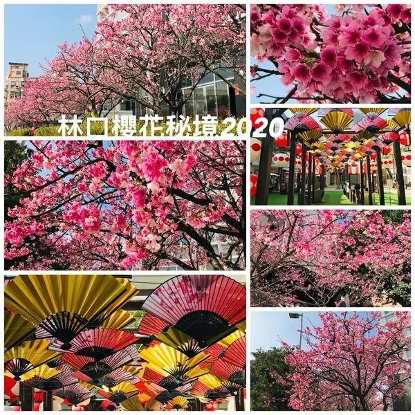 2020林口賞櫻|林口櫻花秘境|最美星巴克櫻花|林口三井outlet最新藝術裝置和風築庭(2020/1/30最新花況分享)