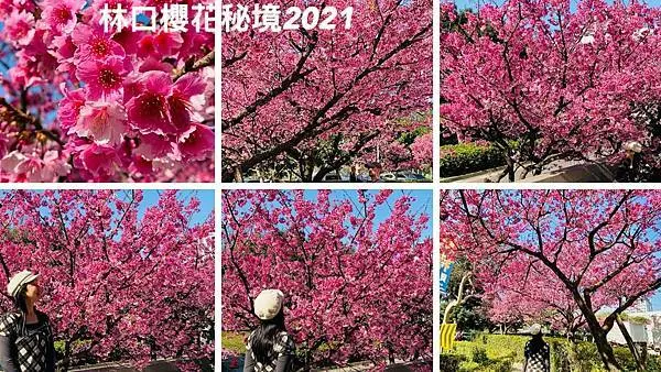 桃園櫻花季2021│林口櫻花秘境爆滿開│平地就能欣賞櫻花│可以近距離與櫻花合影│桃園酒廠(2021/2/6最新花況分享)