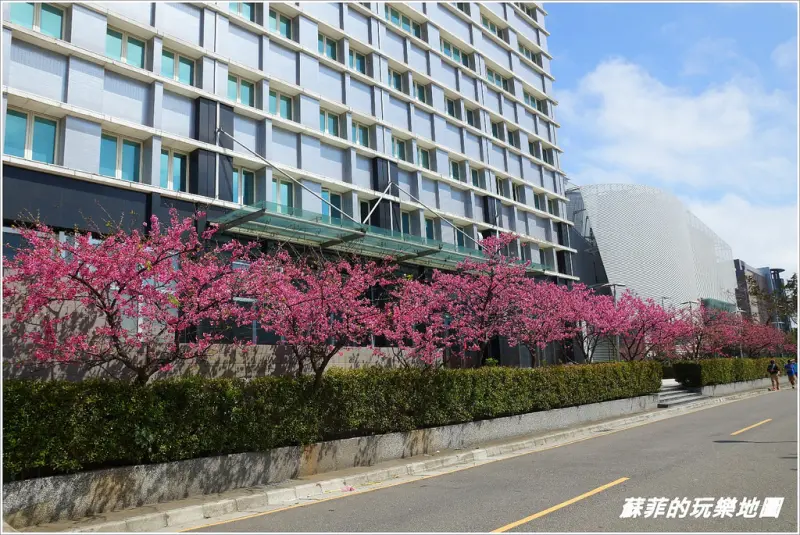 《桃園龜山賞櫻》春日小確幸 徜徉在禾聯碩股份有限公司粉紅櫻花世界好醉人!
