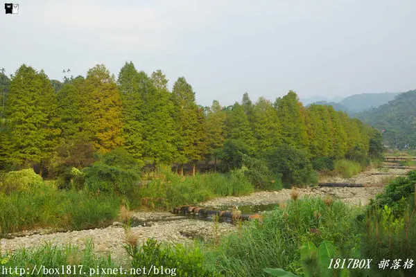 【雲林。古坑】走進明信片場景。桂林落羽松秘境。桂林村行滿橋落羽松私房景點