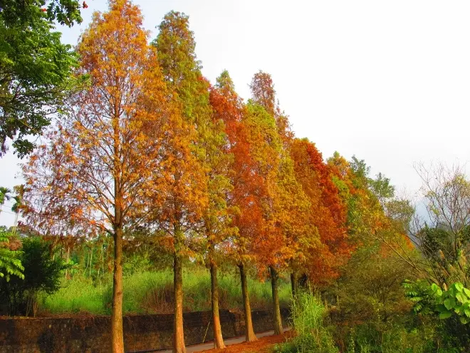 ◆【雲林古坑新亮點】超唯美的落羽松步道，快來感受一下偶像劇場景！