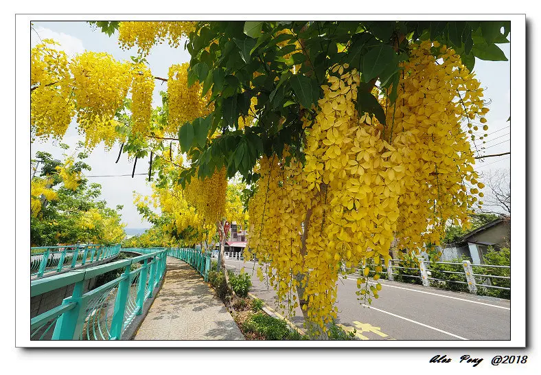 南投縣-南投市-阿章意麵+圓環意麵+福崗路一段阿勃勒