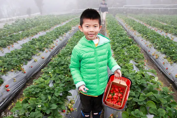【苗栗景點】秀麗農莊。雲深不知處的採草莓秘境