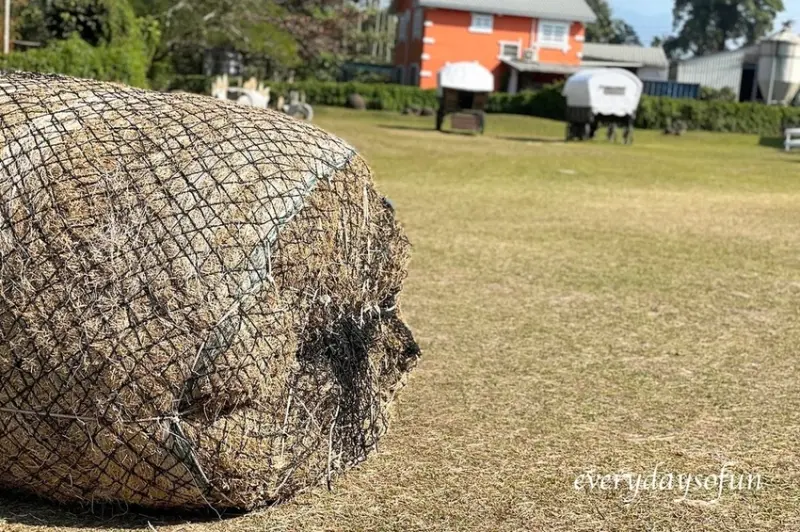 嘉義景點∥綠盈牧場∣親子旅遊推薦，餵小牛、餵兔子，還有另類賽鵝與寬闊大草原，中埔一日遊景點