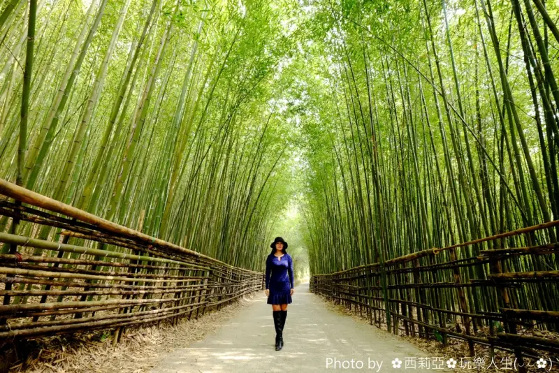 【苗栗。泰安鄉】這裡！絕對可以媲美京都嵐山竹林，就讓我們一起來探尋充滿綠色浪漫的『台版嵐山竹林隧道』小小秘境吧！(※該道路設計屬於產業道路，所以路狹彎曲陡峭會車十分困難，請勿輕言前往※)