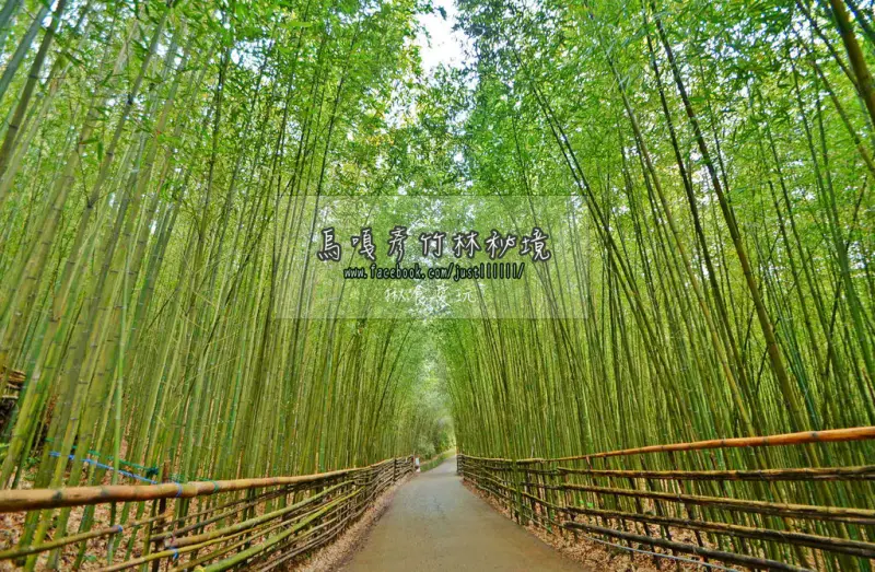 【苗栗｜泰安鄉】認真美！有台版嵐山之稱 ▧ 烏嘎彥竹林秘境 ▧ 雲海／露營區＋必吃景點 ▧ 清安豆腐街 ▧ 半日遊。