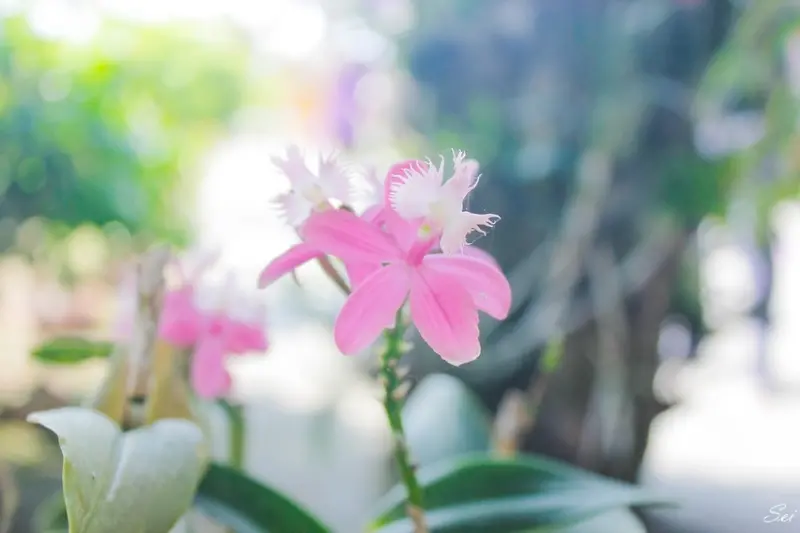 [台南景點] 蘭都觀光工廠，探索「蘭花」相關的文化知識，網美造景拍瘋