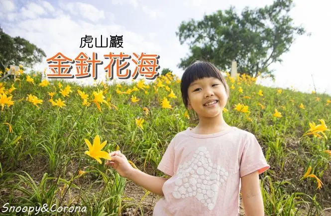 【玩樂．彰化】彰化賞花景點／彰化花壇虎山巖金針花海～不必到花蓮六十石山，彰化花壇也有美麗金針花海