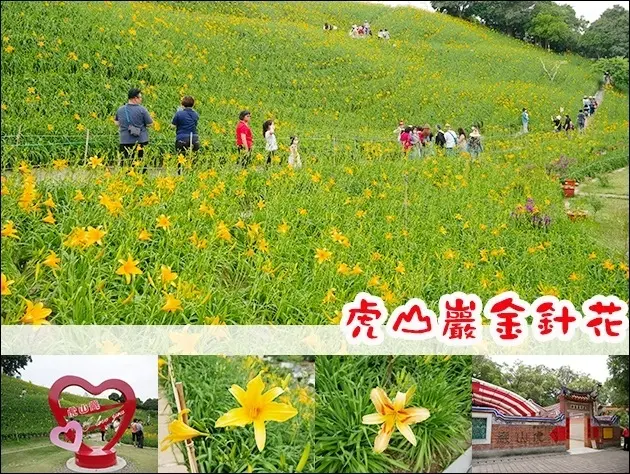 【彰化景點】虎山巖金針花(寵物友善景點)，在母親節前後盛開俗稱「母親花」更加有特殊意義，不用到花東就可以看到黃澄澄的金針花海。我還是....為了黃色而去的，哈哈哈