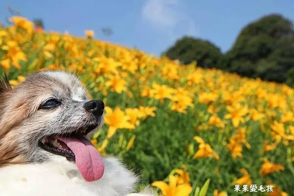 金針花又稱忘憂草，一整片在陽光下綻放的金黃色花朵和綠葉，美麗的景緻，總能讓人有好心情　虎山巖觀音佛祖　彰化金針花　親子寵物友善　毛孩不限大小　最少牽繩即可