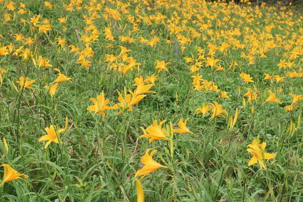 彰化也有大片金針花海~花壇虎山巖金針花季!賞花不必跑到花東啦