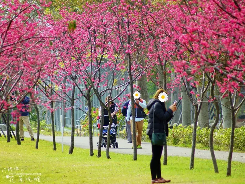 【台中-后里區】漫步崴立機電中科分公司櫻花步道
