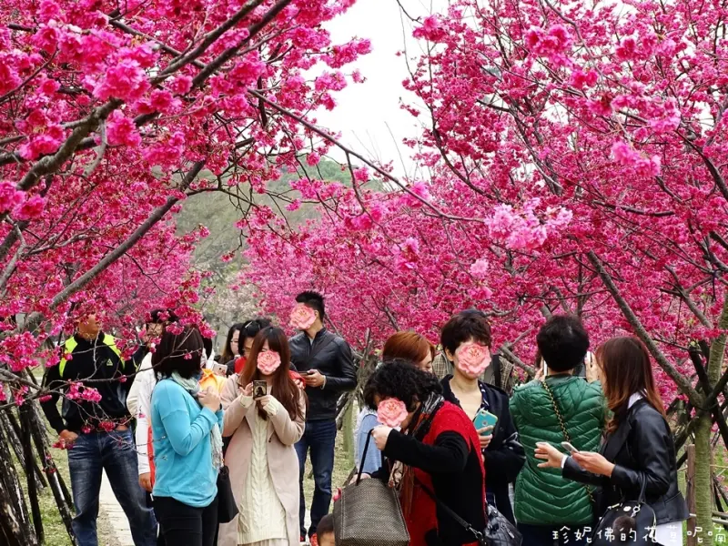 【台中-后里區】2018崴立機電八重櫻步道櫻花夾道盛開，美不勝收