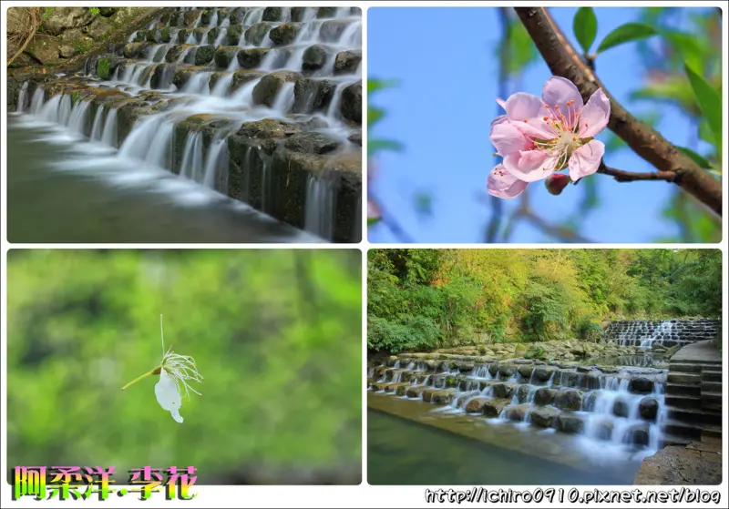 [賞花]【新北市深坑區】阿柔洋最美李花祕境。季節限定美景│阿柔洋流水瀑布之美│怎麼去/交通/公車/捷運/地址/地圖/GPS座標