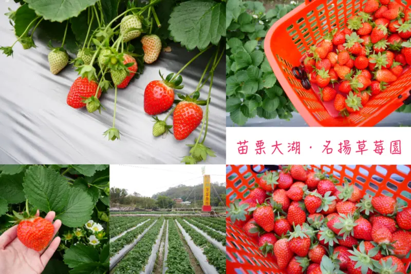 【苗栗】大湖名揚草莓園 | 草莓大顆甜美，冬末初春來趟踏青採果樂