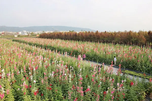 2017田中蜀葵花海藝術節，在田中窯創藝園區展開啦!!!