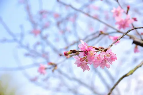 苗栗景點 X 蓮台山妙音淨苑 X 櫻花開了