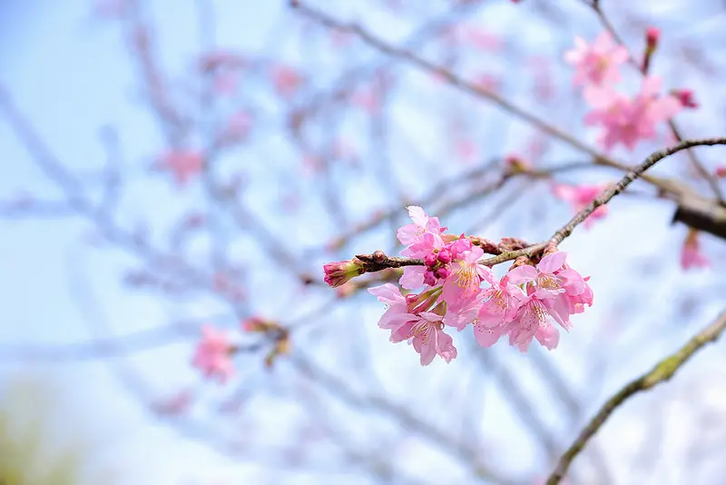 苗栗景點 X 蓮台山妙音淨苑 X 櫻花開了