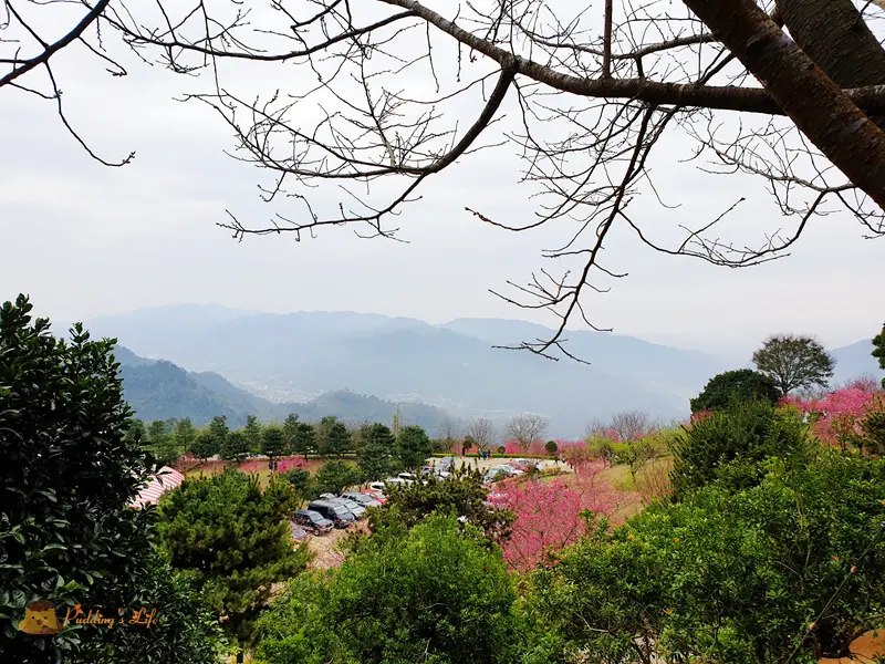 【苗栗旅遊】獅潭粉紅賞櫻秘境《蓮臺山妙音淨苑》2019櫻花開季節限定
