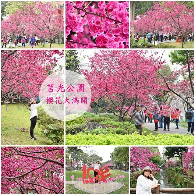 桃園中壢櫻花景點》莒光公園。八重櫻花開好開滿，季節限定（3.1花況）