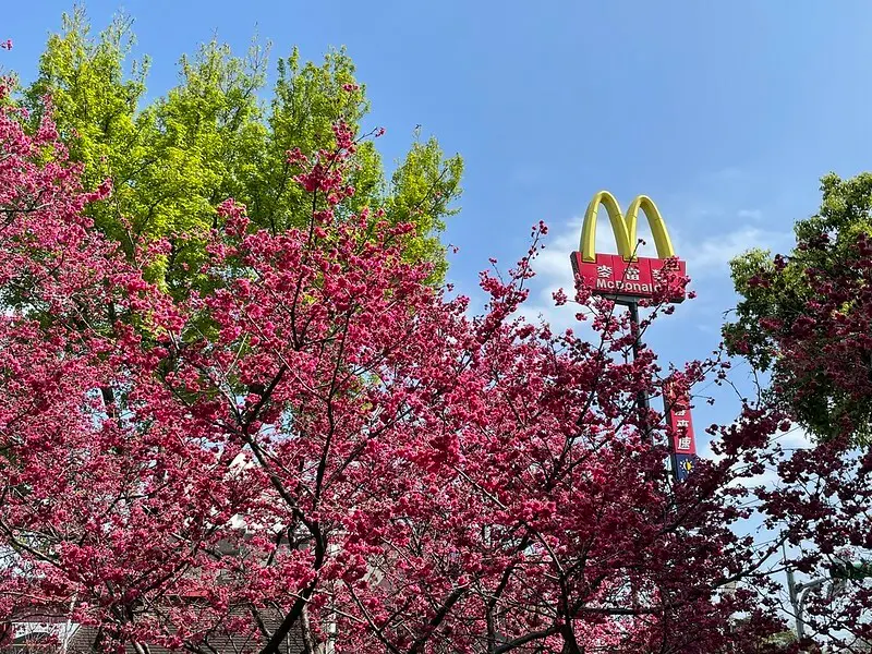 【台灣，桃園市，中壢區】2021莒光公園，櫻花盛開，正美麗。（20210218~19花況）
