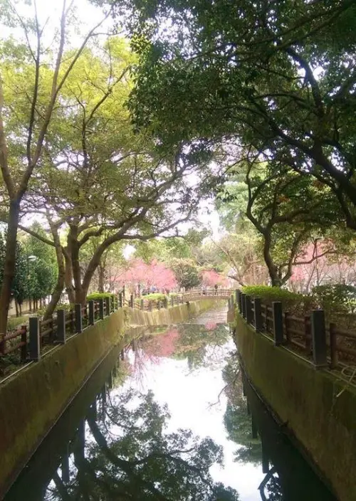 中壢景點˙櫻花綻放 [莒光公園] 美得像幅畫
