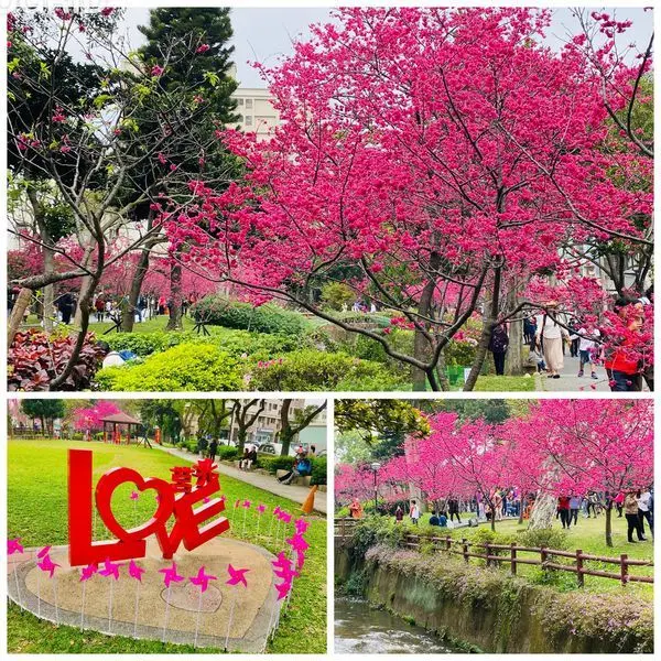 2020桃園超夯的賞櫻景點|中壢莒光公園|桃園最平易近人的賞櫻步道|河堤旁櫻花樹下野餐運動散步賞花趣|和家人一起享受幸福的時光