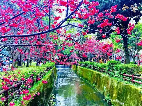 桃園賞櫻【莒光公園/中央大學】2019桃園櫻花季/中壢平鎮龍岡賞櫻美食一日遊