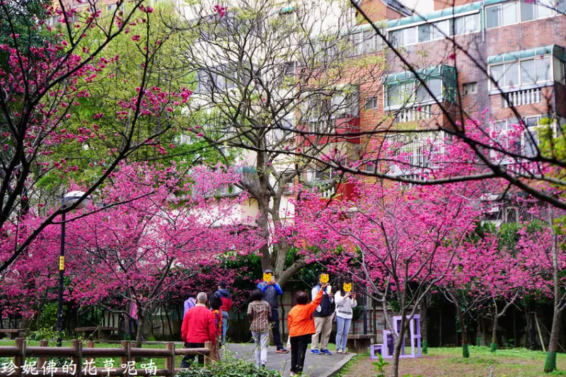 【桃園-中壢區】市區賞櫻景點：2019莒光公園櫻花開