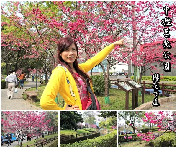  【桃園景點】中壢莒光公園櫻花步道~櫻花滿開大爆炸        
      