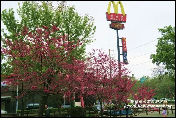 桃園。賞櫻新景點中壢莒光公園城市裡賞櫻花