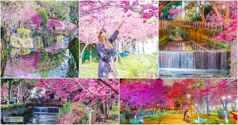 桃園中壢景點-莒光公園-秒入偽日本賞櫻景點 春季八重櫻盛開的夢幻美景 浪漫綺麗的夜櫻之美/IG打卡聚集地/鄰近中原夜市/親子景點