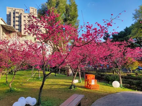 20200225 莒光公園賞櫻花