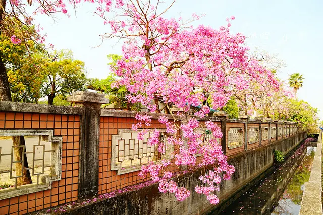 [ 嘉義⊙西區]嘉義啟智學校。圍牆旁的洋風鈴木。搜尋城市中的粉紅