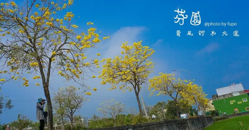 芬園黃風鈴木現在花況．空拍(2017.3.17),芬園好好玩一日遊行程安排：水煎包+寶藏寺+愛荔枝樂園+社口肉圓+埔茂花園+溪頭肉粽+今夜星辰~媽阿彰化這麼好玩?!