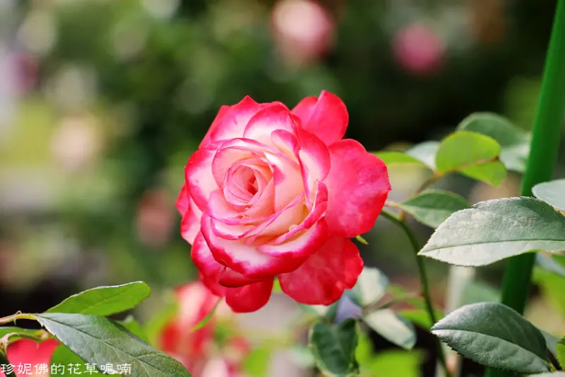 【台北-中山區】2020臺北玫瑰展3/25-4/30｜花博公園新生園區｜近林安泰古厝