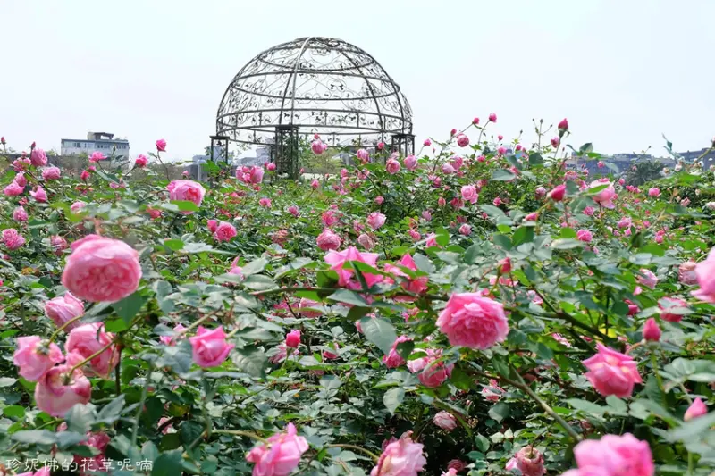 【台北-中山區】臺北玫瑰園2021春季玫瑰展3/12-4/4