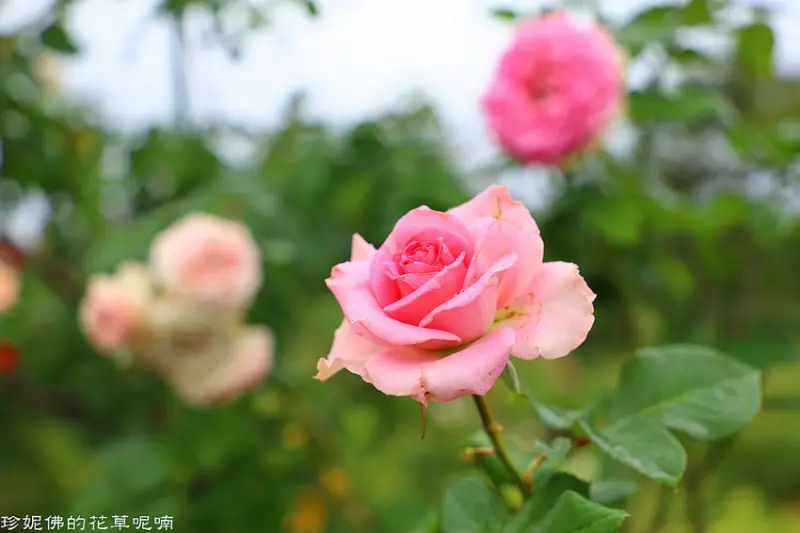 【台北-中山區】花博公園新生園區2019臺北玫瑰園秋季玫瑰展11/9-11/23