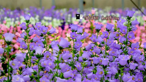 【雲林。斗南】臺南區農業改良場雲林分場。夢幻風鈴花海。宛如彩虹地毯